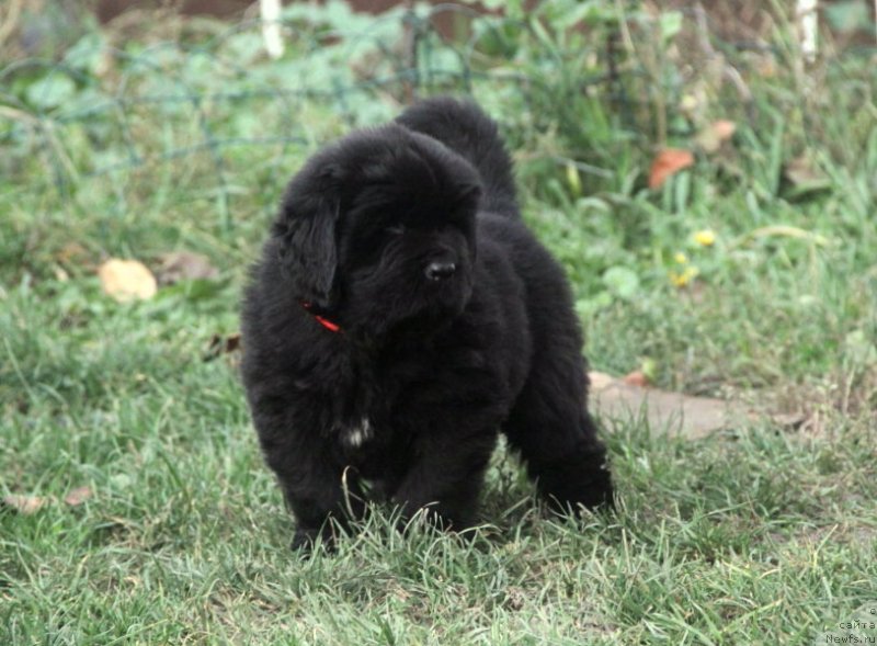 Фото: ньюфаундленд Vivienne Westwood Dinastiya Soverchenstva