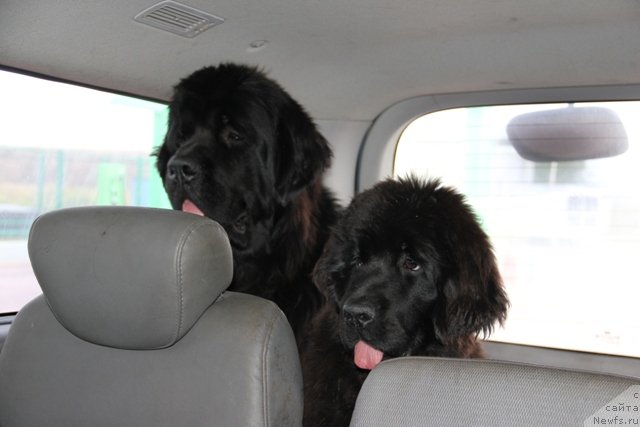 Фото: ньюфаундленд Midnight Lady's Morning Glory, ньюфаундленд Ньюфорт Шампань для Злато Волмари