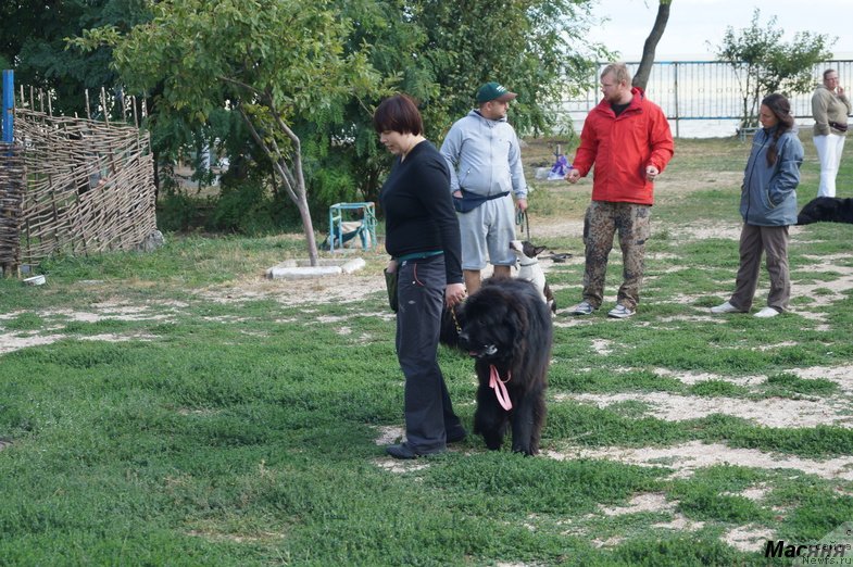 Фото: ньюфаундленд Midnight Lady's Morning Glory