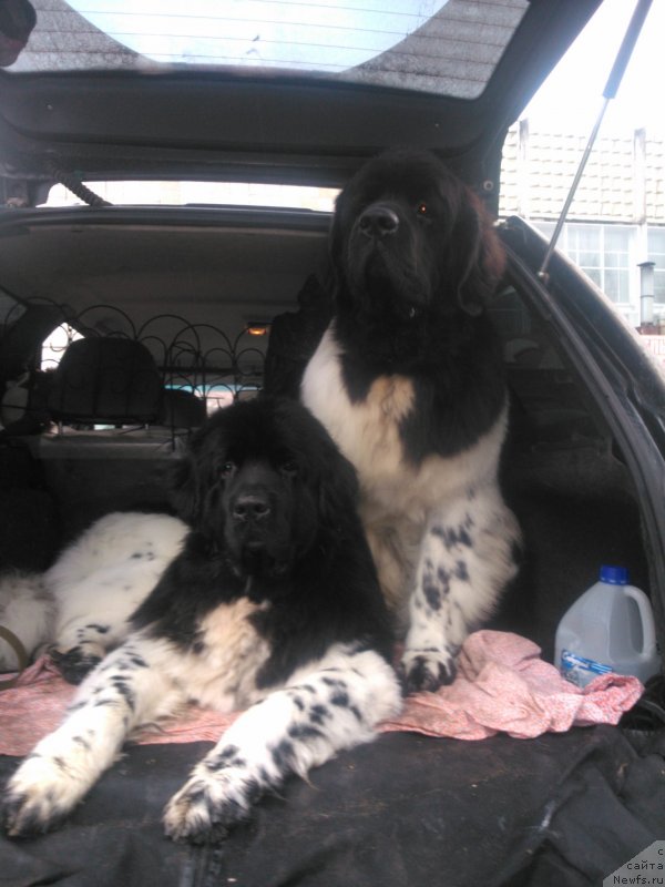 Фото: ньюфаундленд Плюшевая Панда Ферреро Ронд Нуар (Plushevaya Panda Ferrero Rond Noir), ньюфаундленд Кипер Соул Найс Гай (Keeper Soul Nice Guy)