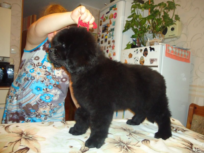 Фотография № 137983