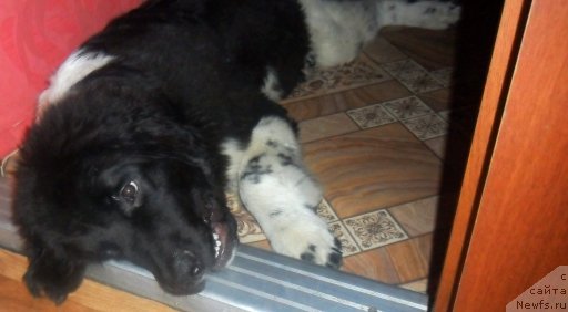 Фото: ньюфаундленд Би Перфект Викинг