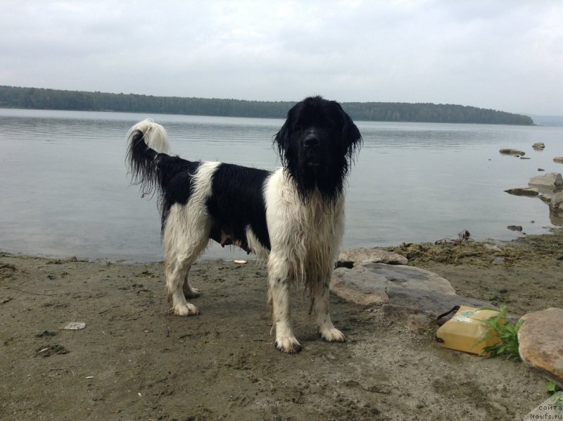 Фото: ньюфаундленд Отрада Чудная Моя из Тихого Омута