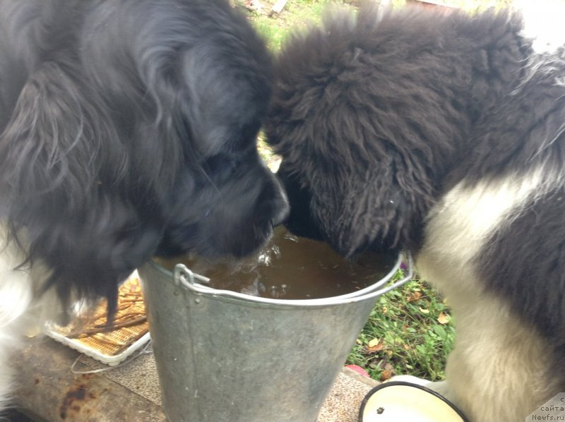 Фото: ньюфаундленд Отрада Чудная Моя из Тихого Омута