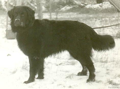 Фото: ньюфаундленд Агуд Дин