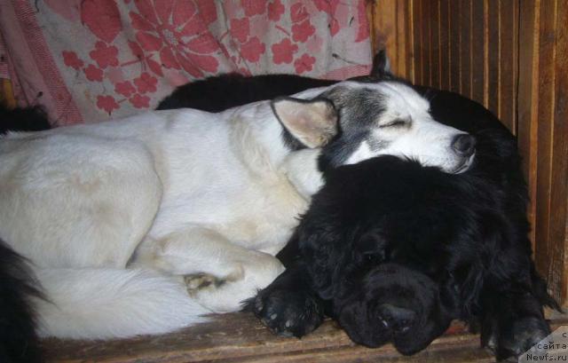 Фото: ньюфаундленд Супер Бизон Анталия