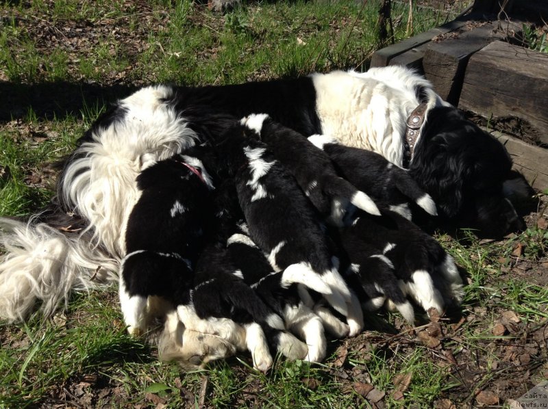 Фото: ньюфаундленд Отрада Чудная Моя из Тихого Омута