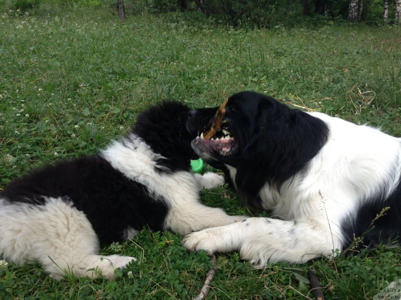 Фото: ньюфаундленд Отрада Чудная Моя из Тихого Омута