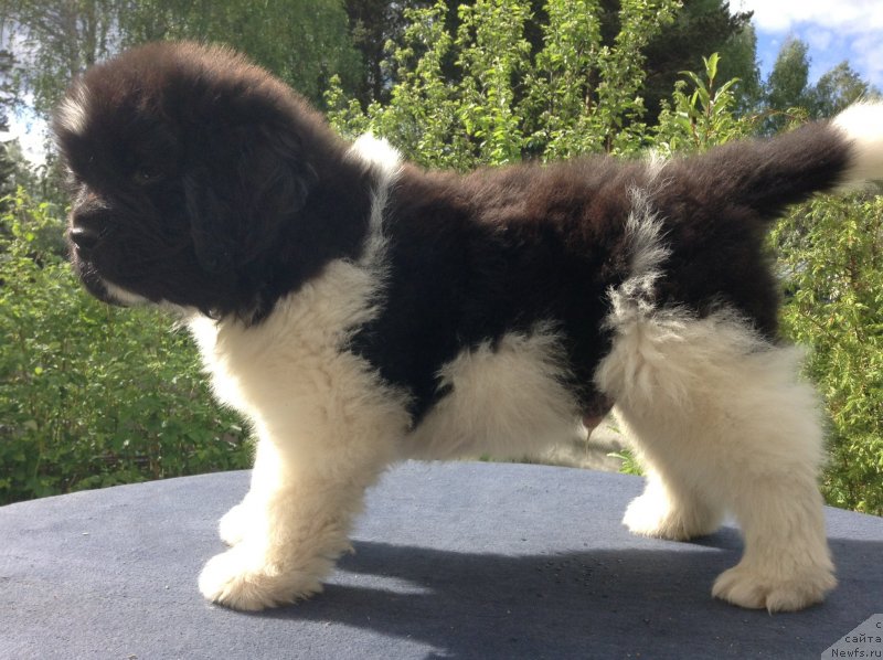 Фото: ньюфаундленд Аквиан Сонг Кроун Роял