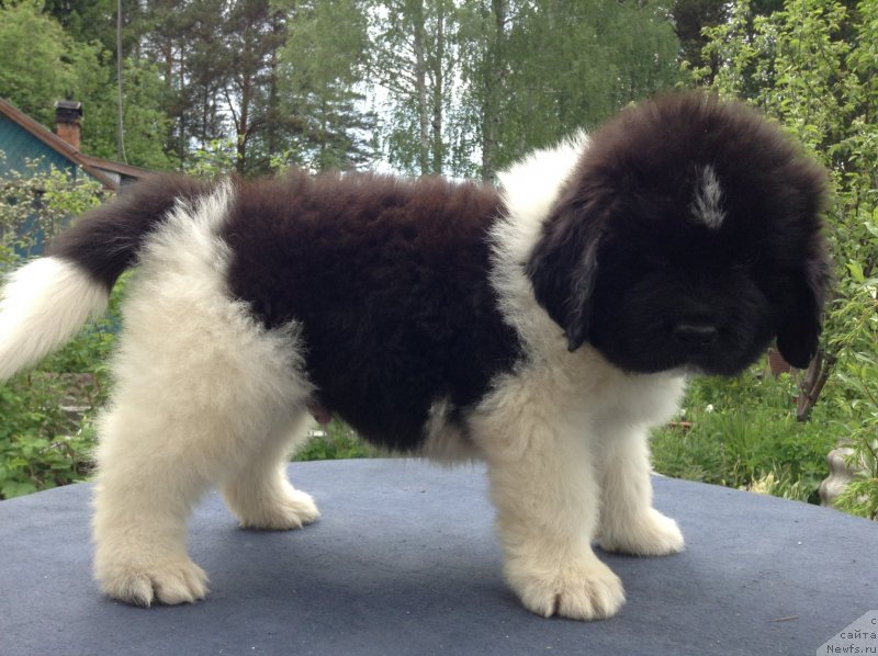 Фото: ньюфаундленд Аквиан Сонг Кроун Роял