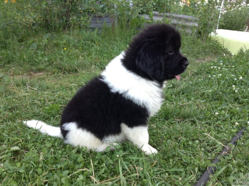 Фото: ньюфаундленд Аквиан Сонг Карамель