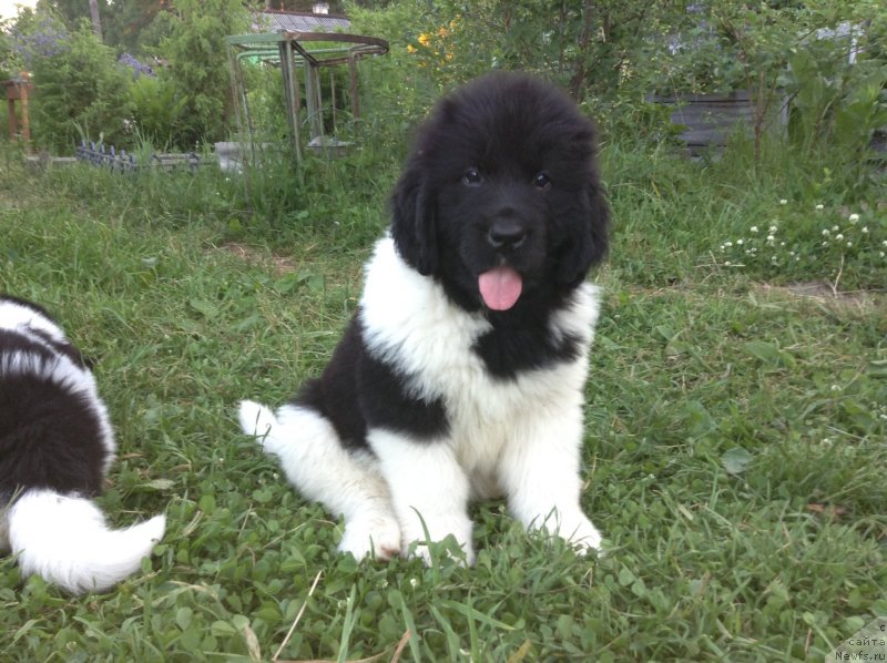 Фото: ньюфаундленд Аквиан Сонг Карамель