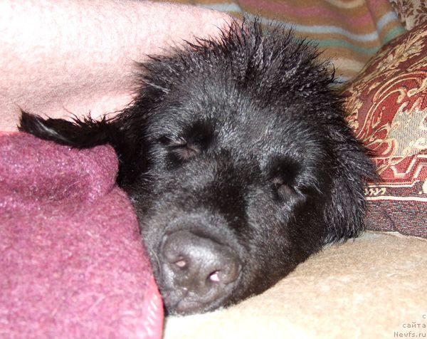 Фото: ньюфаундленд Сент Джонс Отрада