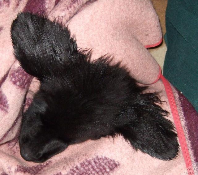 Фото: ньюфаундленд Сент Джонс Отрада