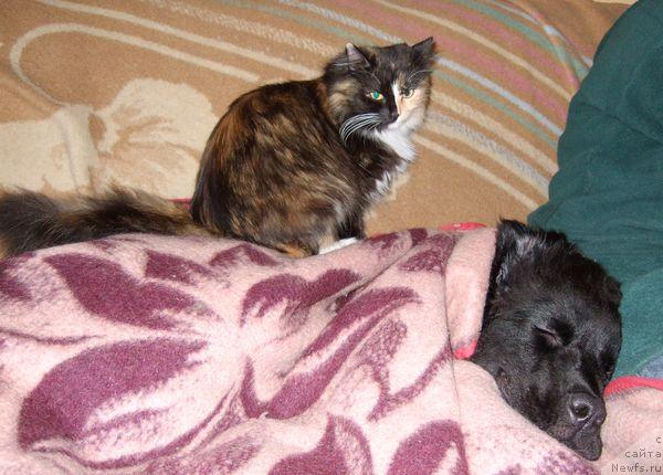 Фото: ньюфаундленд Сент Джонс Отрада, кошка Шуша