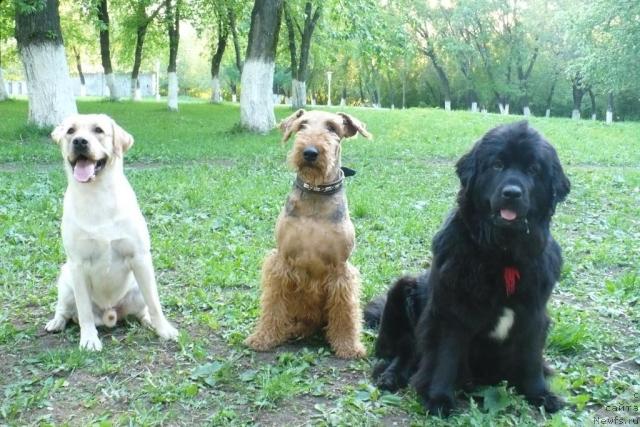 Фото: ньюфаундленд Супер Бизон Астория