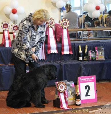 Фото: ньюфаундленд Честолюбивая Чик с Берега Дона (Chistolybivaya Chic s Berega Dona)
