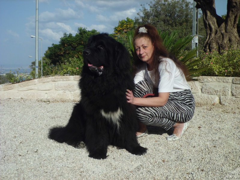 Фото: ньюфаундленд Питерньюф Чао-Какао, Лина Троянская