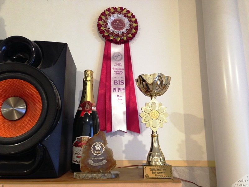 Фото: ньюфаундленд Честолюбивая Чик с Берега Дона (Chistolybivaya Chic s Berega Dona)