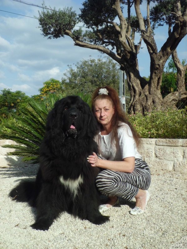 Фото: ньюфаундленд Питерньюф Чао-Какао, Лина Троянская