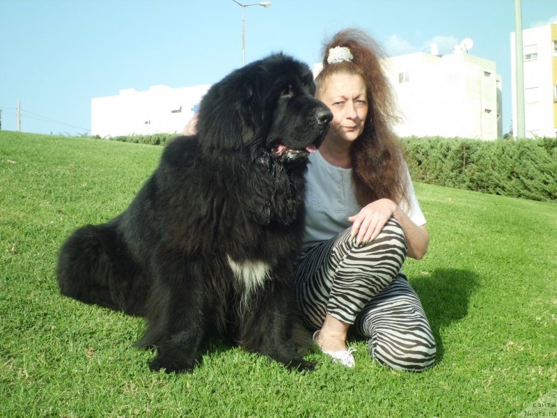 Фото: ньюфаундленд Питерньюф Чао-Какао, Лина Троянская