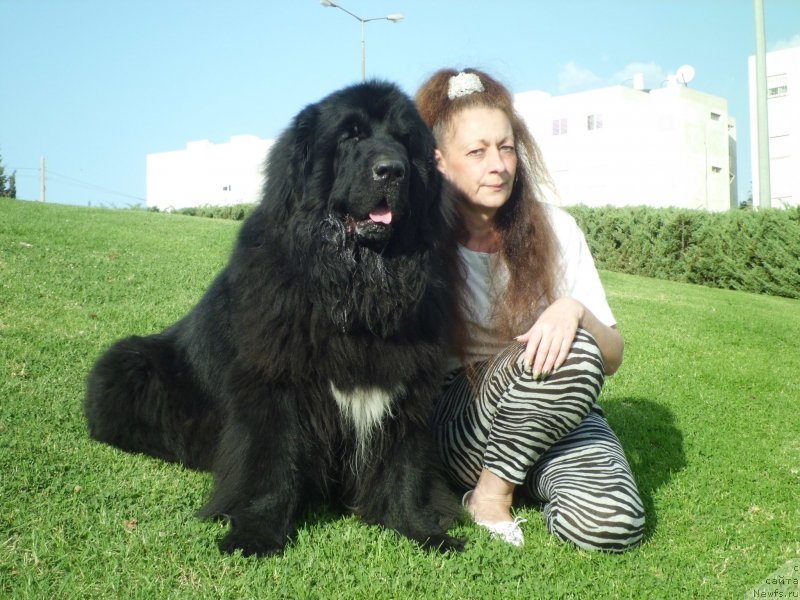 Фото: ньюфаундленд Питерньюф Чао-Какао, Лина Троянская