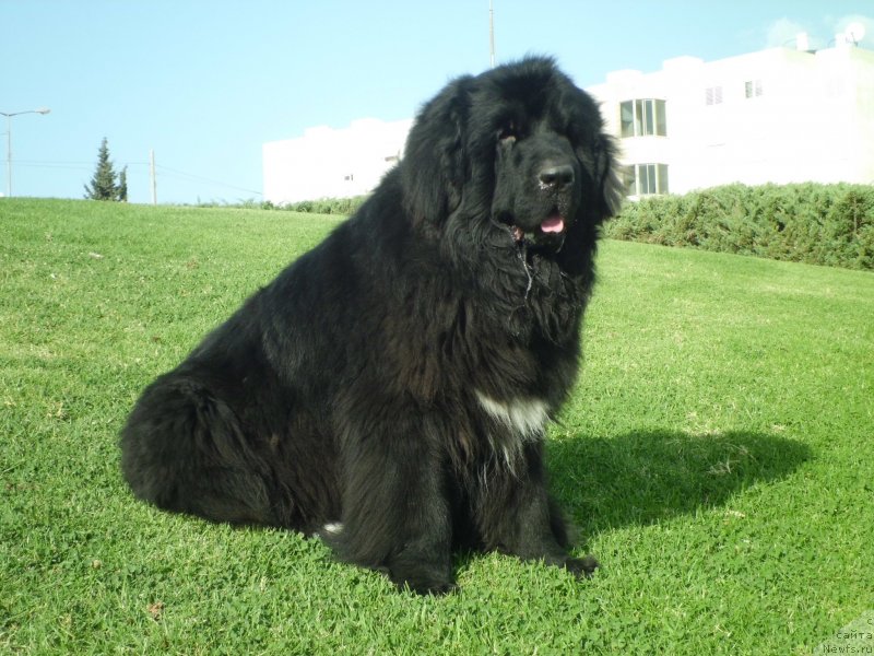 Фото: ньюфаундленд Питерньюф Чао-Какао