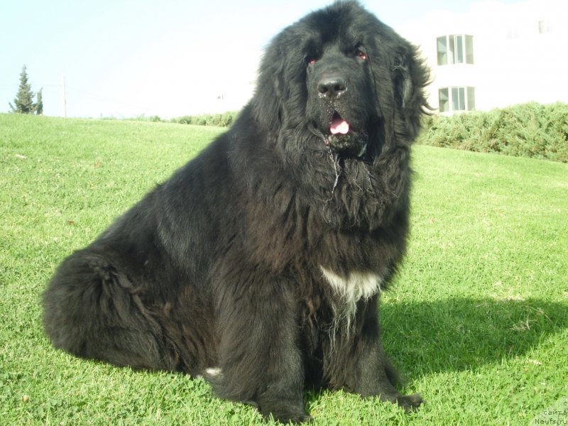 Фото: ньюфаундленд Питерньюф Чао-Какао