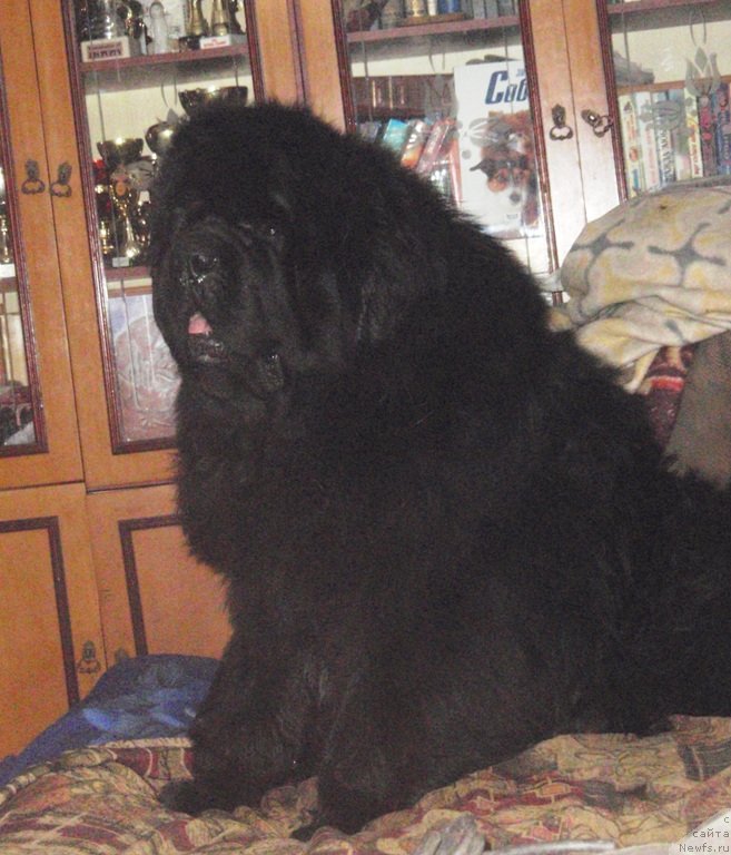 Фото: ньюфаундленд King of Helluland I'm Precious