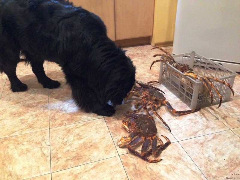 Фото: ньюфаундленд Честолюбивая Чик с Берега Дона (Chistolybivaya Chic s Berega Dona), и дары моря