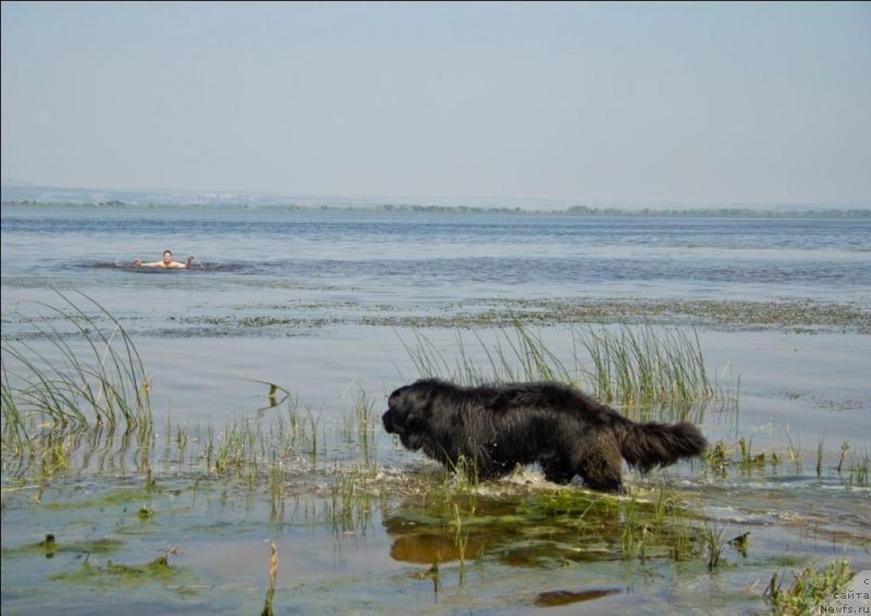 Фото: ньюфаундленд Черный Балу Борислав