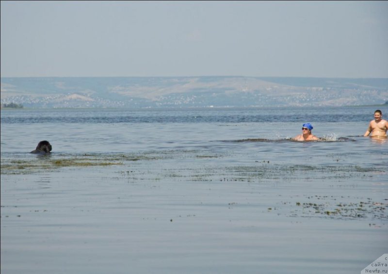 Фото: ньюфаундленд Черный Балу Борислав, Юлия Рузинская