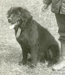 Фото: ньюфаундленд Мирта