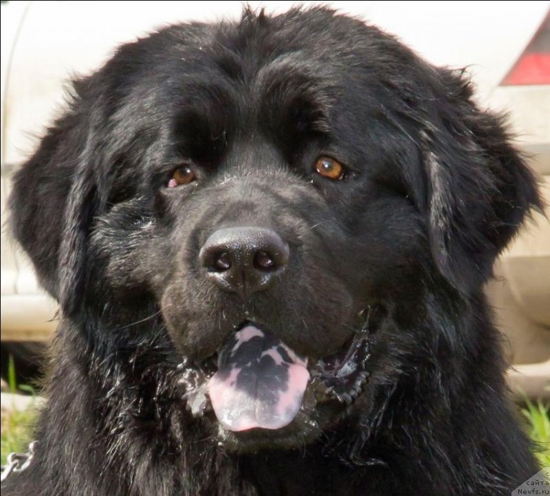 Фото: ньюфаундленд Черный Балу Борислав