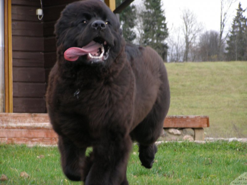 Фото: ньюфаундленд Черная Мафия Маубе Ше Вилл (Chernaya Mafia Maybe She Will)