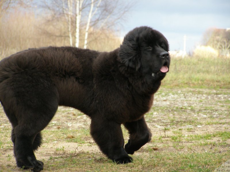 Фото: ньюфаундленд Черная Мафия Маубе Ше Вилл (Chernaya Mafia Maybe She Will)