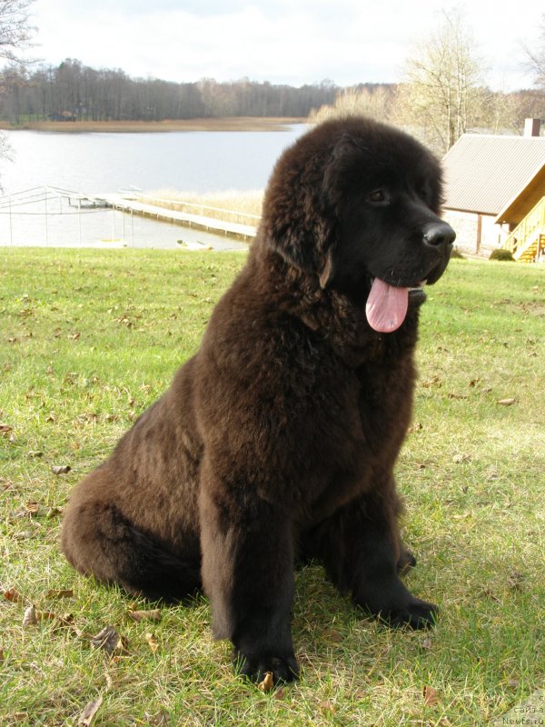 Фото: ньюфаундленд Черная Мафия Маубе Ше Вилл (Chernaya Mafia Maybe She Will)