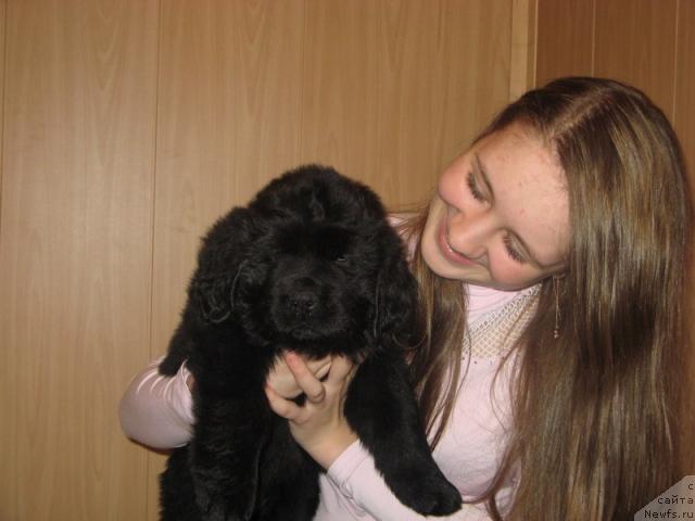 Фото: ньюфаундленд Глория Гранд Блек, с Наташей