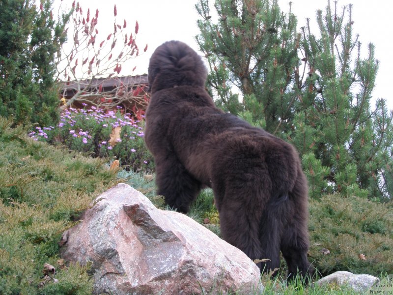 Фото: ньюфаундленд Черная Мафия Маубе Ше Вилл (Chernaya Mafia Maybe She Will)