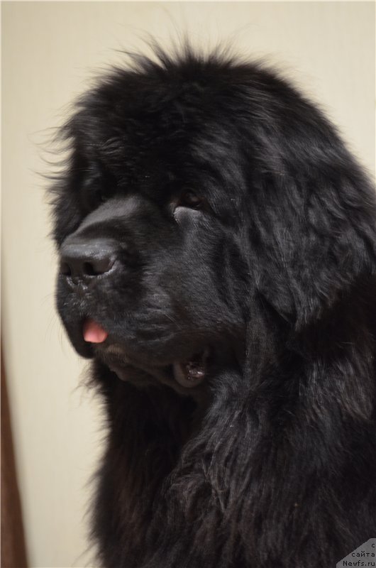 Фотография № 138127