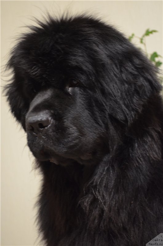 Фото: ньюфаундленд Блэк Диамонд Агидель от Потапа Увертюра