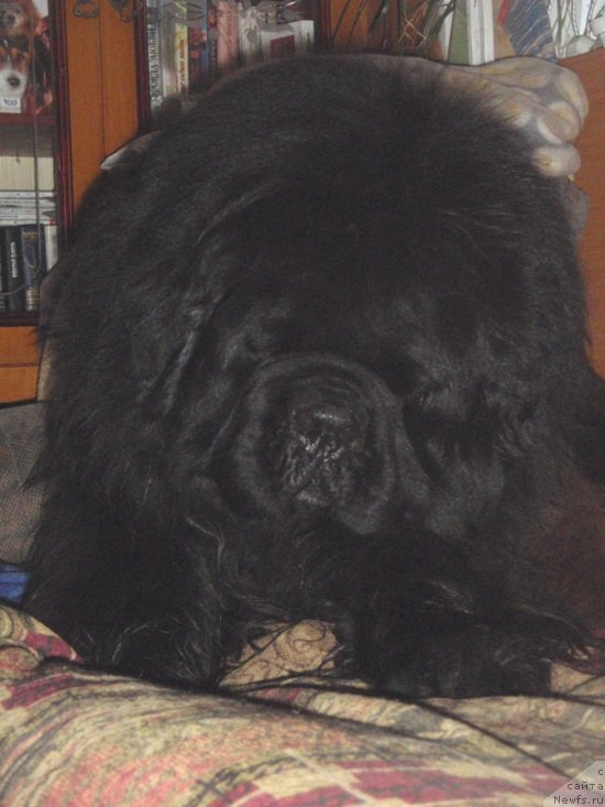 Фотография № 138133