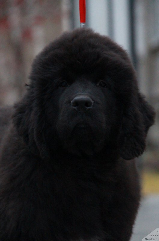 Фото: ньюфаундленд Аквиан Сонг Ларс Бергер (Akvian Song Lars Berger)