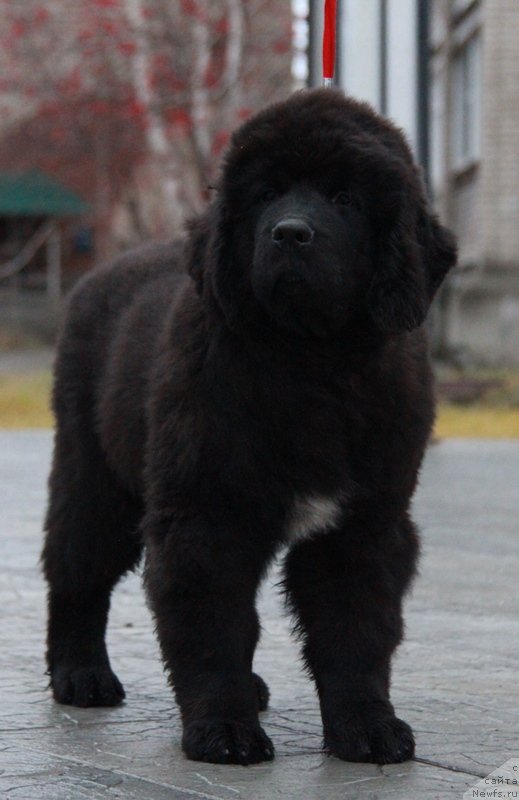 Фото: ньюфаундленд Аквиан Сонг Ларс Бергер (Akvian Song Lars Berger)