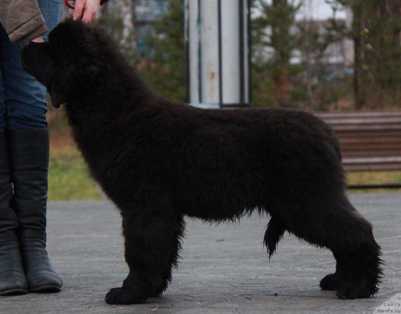 Фото: ньюфаундленд Аквиан Сонг Ларс Бергер (Akvian Song Lars Berger)