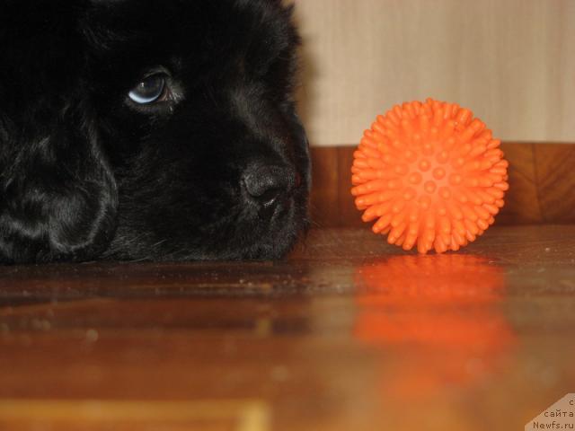 Фото: ньюфаундленд Глория Гранд Блек