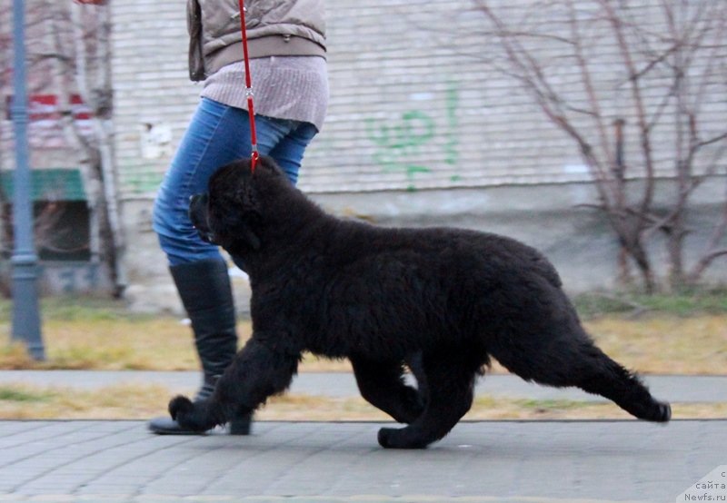 Фото: ньюфаундленд Аквиан Сонг Ларс Бергер (Akvian Song Lars Berger)