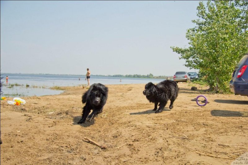 Фото: ньюфаундленд Черный Балу Борислав, ньюфаундленд Львиное Сердце