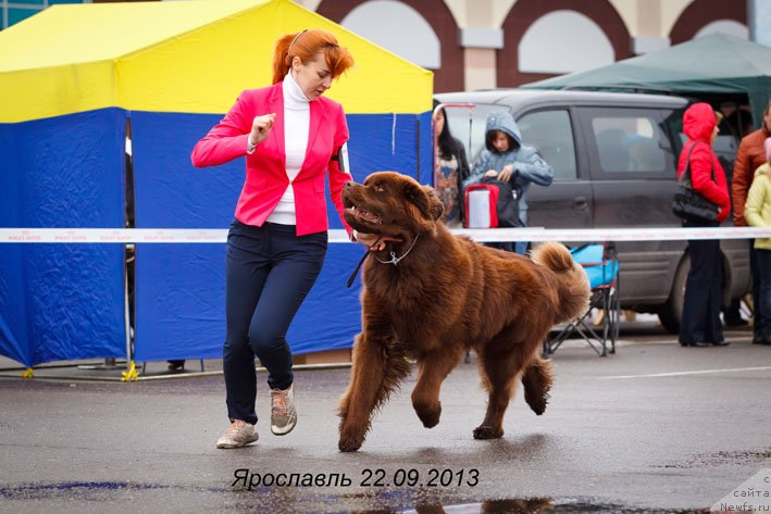 Фото: ньюфаундленд Хорунжий с Берега Дона (Horunzhy s Berega Dona)