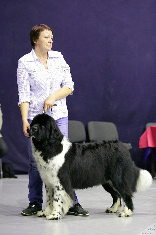 Фото: Олеся Бушурова, ньюфаундленд Сент Джонс Гламур Леди (Sent Djons Glamour Lady)